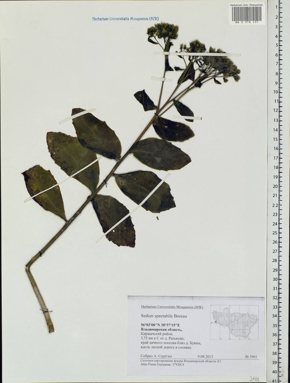 Hylotelephium spectabile (Boreau) H. Ohba, Eastern Europe, Central region (E4) (Russia)