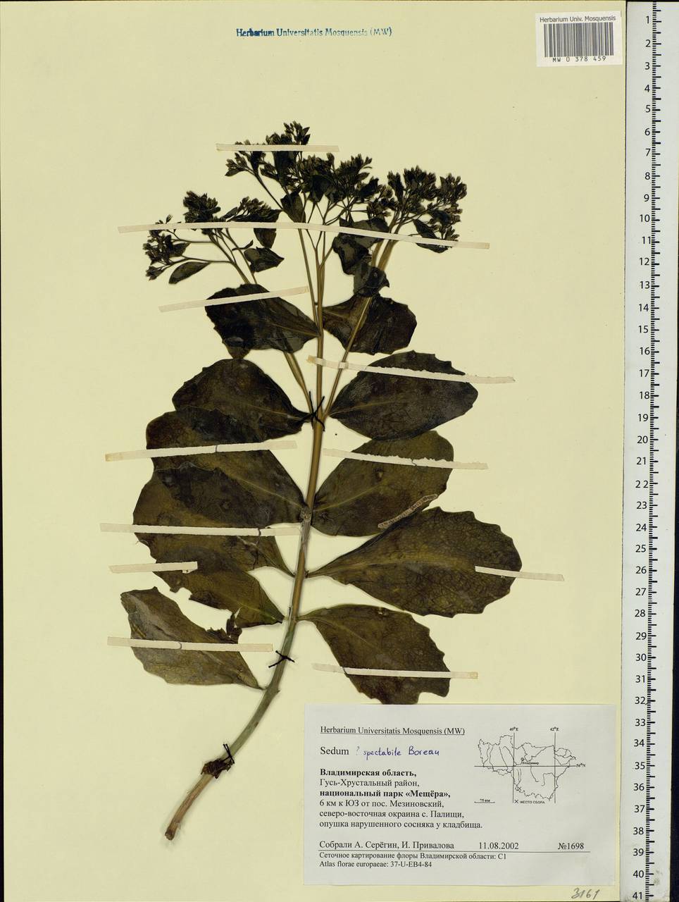 Hylotelephium spectabile (Boreau) H.Ohba, Eastern Europe, Central region (E4) (Russia)