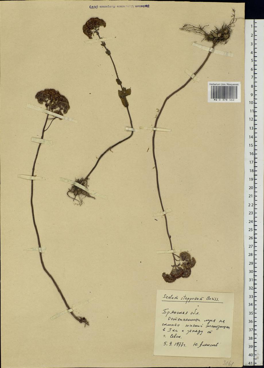 Hylotelephium maximum subsp. ruprechtii (Jalas) Dostál, Eastern Europe, Western region (E3) (Russia)