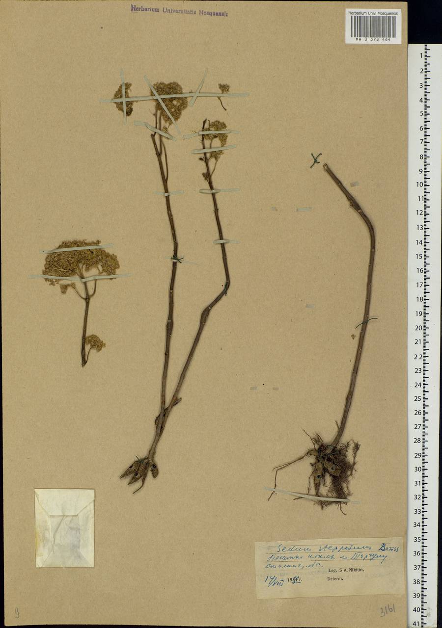 Hylotelephium maximum subsp. ruprechtii (Jalas) Dostál, Eastern Europe, Lower Volga region (E9) (Russia)