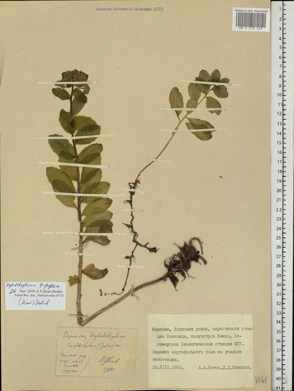 Hylotelephium telephium (L.) H.Ohba, Eastern Europe, Northern region (E1) (Russia)