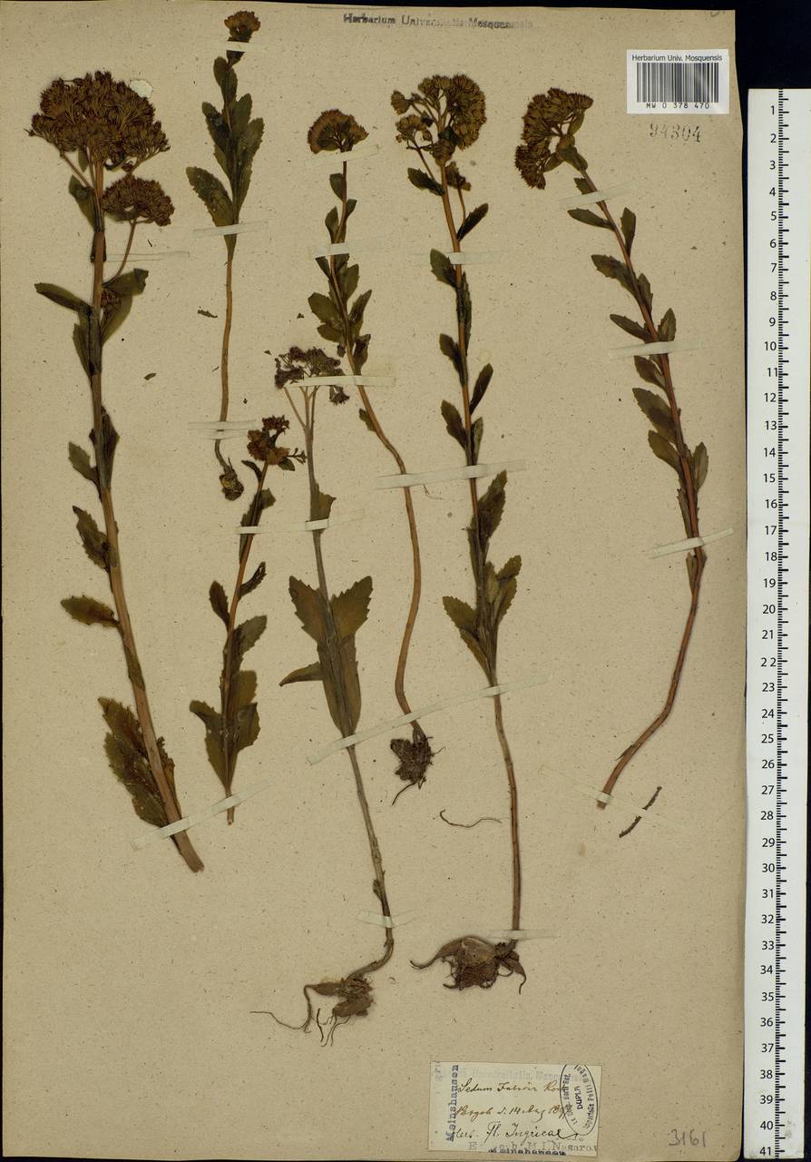 Hylotelephium telephium subsp. telephium, Eastern Europe, North-Western region (E2) (Russia)