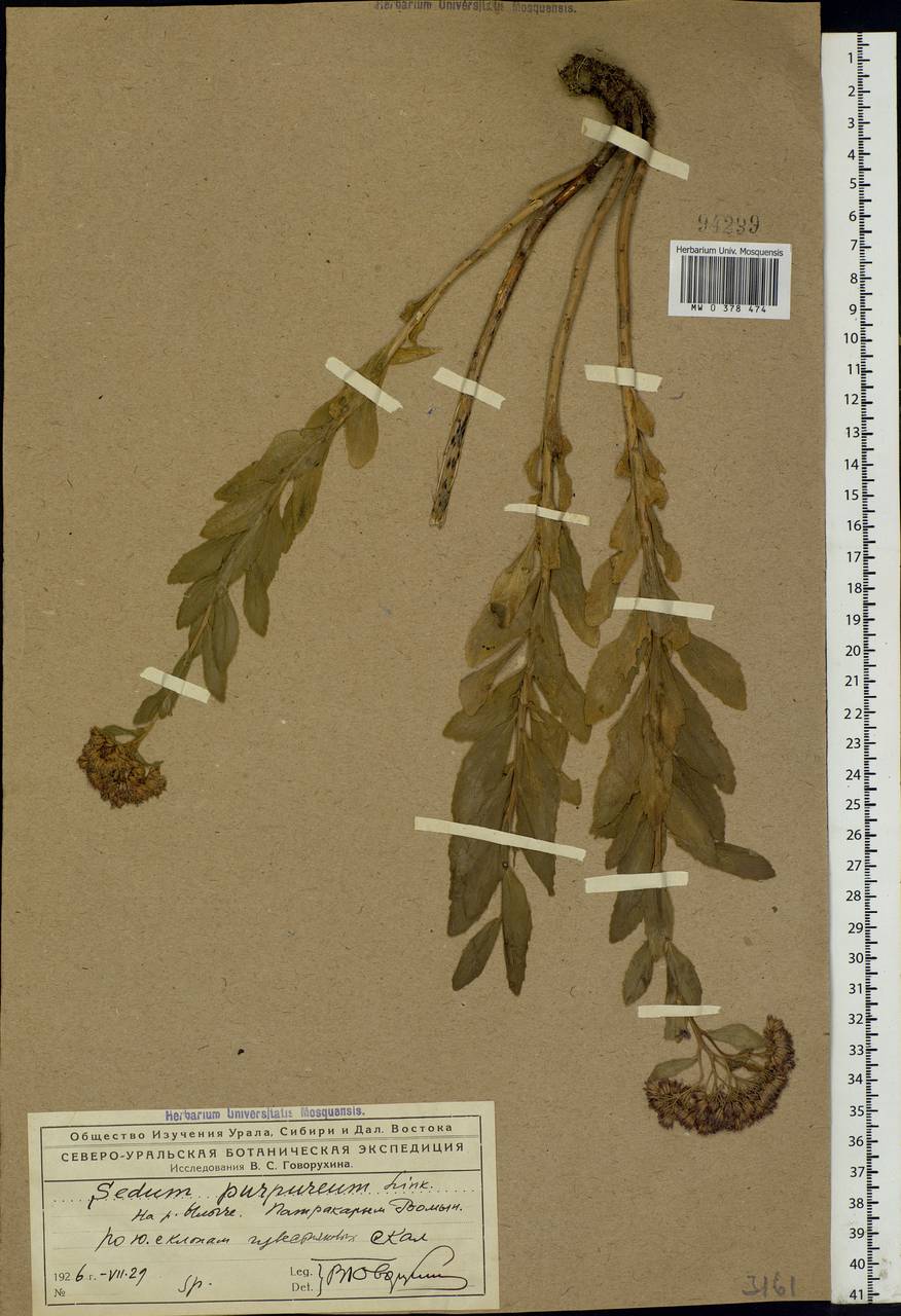 Hylotelephium telephium subsp. telephium, Eastern Europe, Northern region (E1) (Russia)