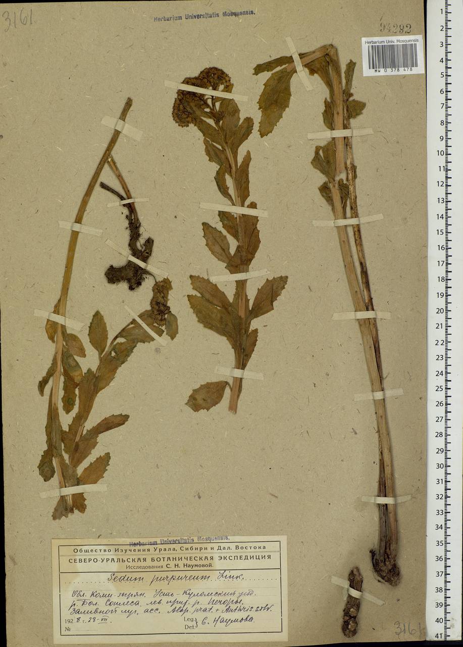 Hylotelephium telephium (L.) H.Ohba, Eastern Europe, Northern region (E1) (Russia)