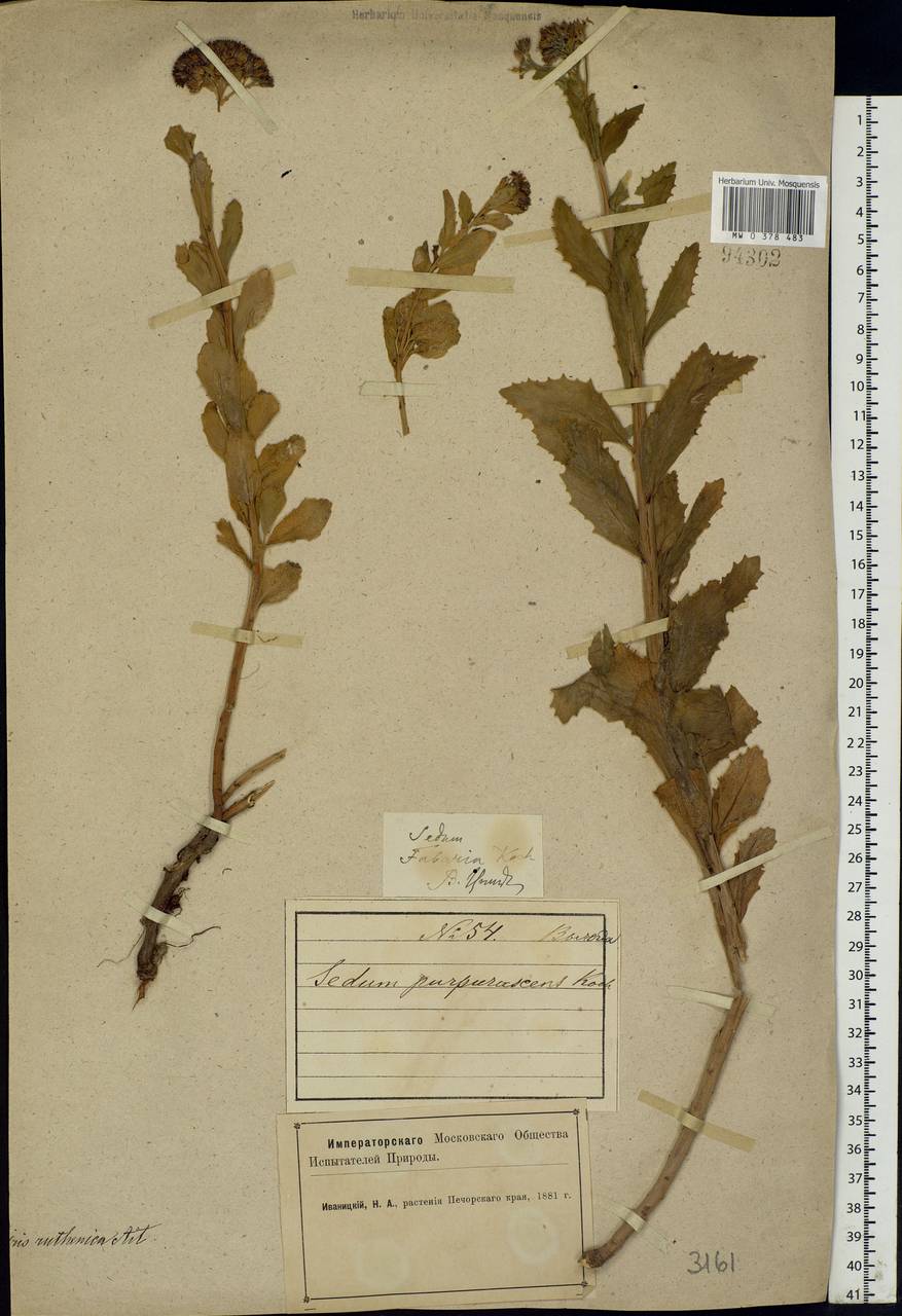 Hylotelephium telephium (L.) H.Ohba, Eastern Europe, Northern region (E1) (Russia)