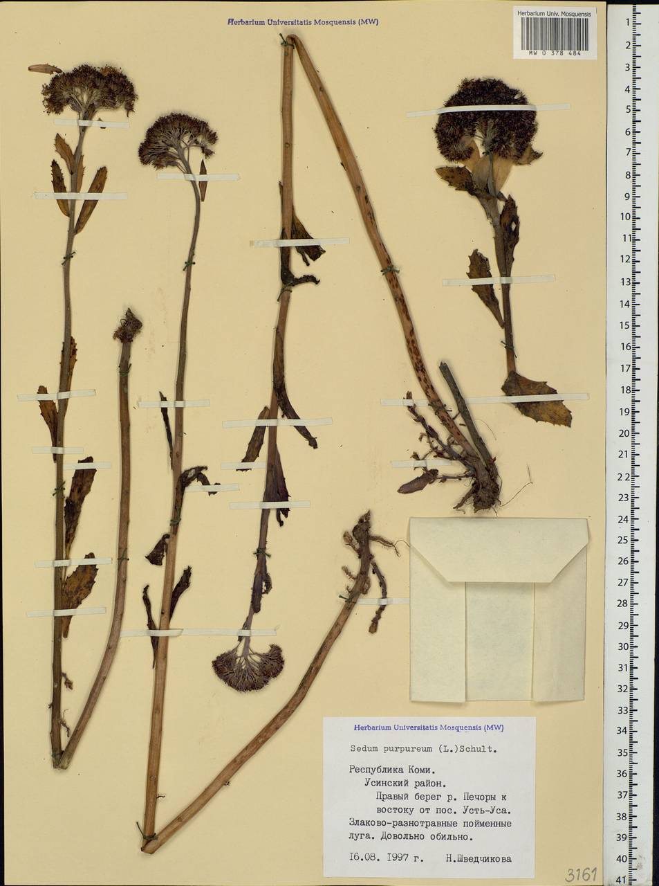 Hylotelephium telephium (L.) H.Ohba, Eastern Europe, Northern region (E1) (Russia)