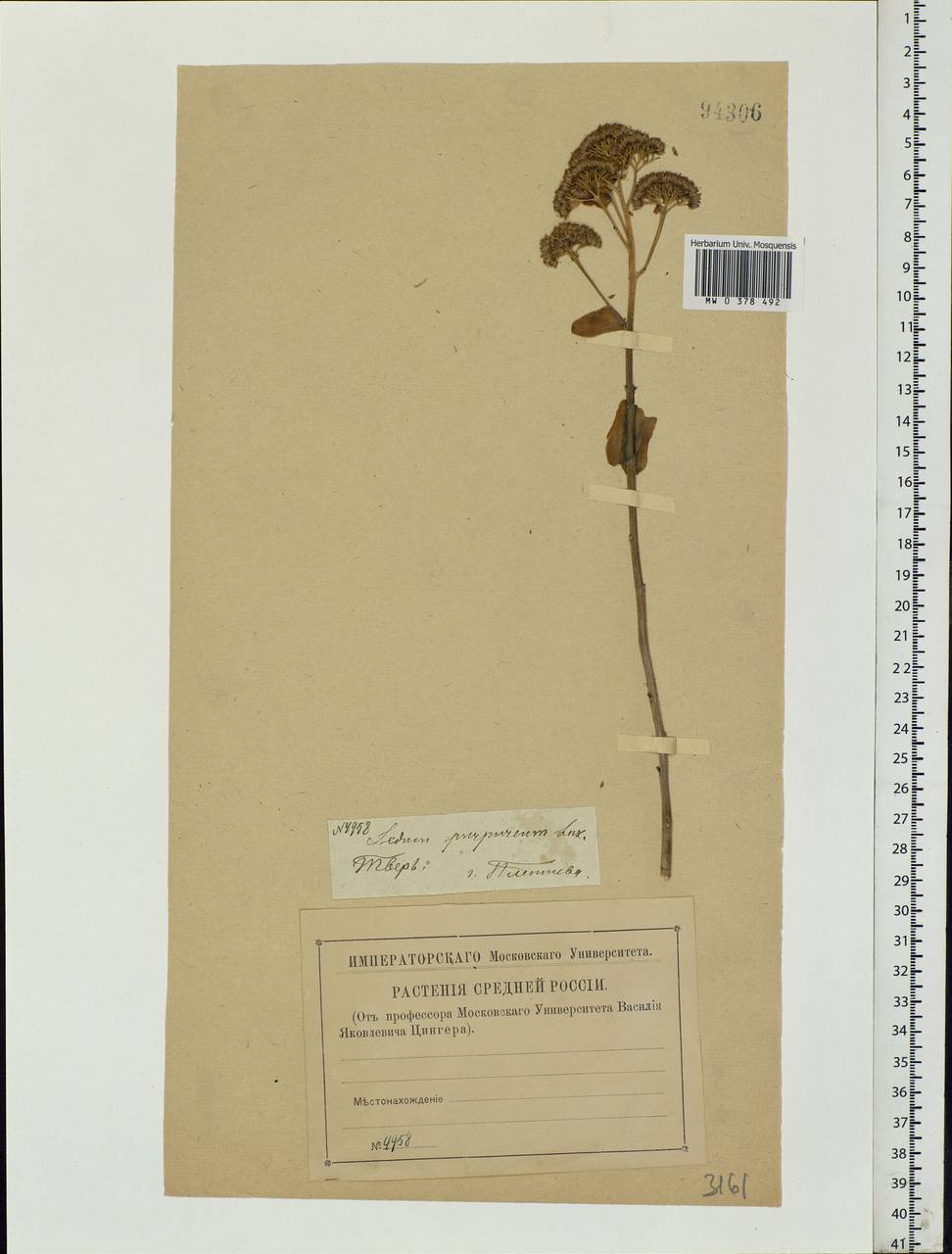 Hylotelephium telephium (L.) H.Ohba, Eastern Europe, North-Western region (E2) (Russia)