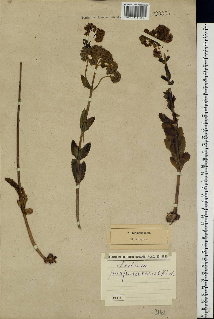 Hylotelephium telephium subsp. telephium, Eastern Europe, North-Western region (E2) (Russia)