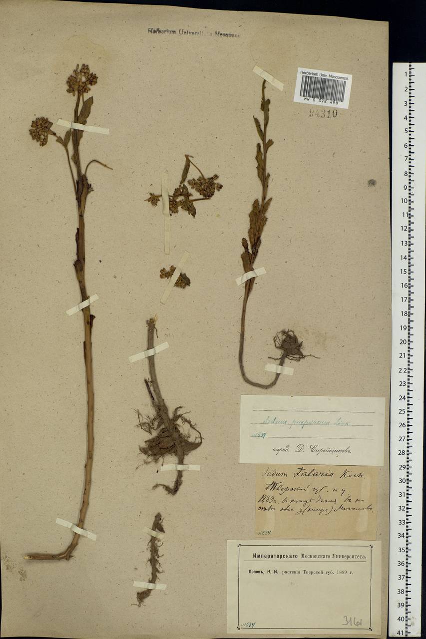 Hylotelephium telephium (L.) H.Ohba, Eastern Europe, North-Western region (E2) (Russia)