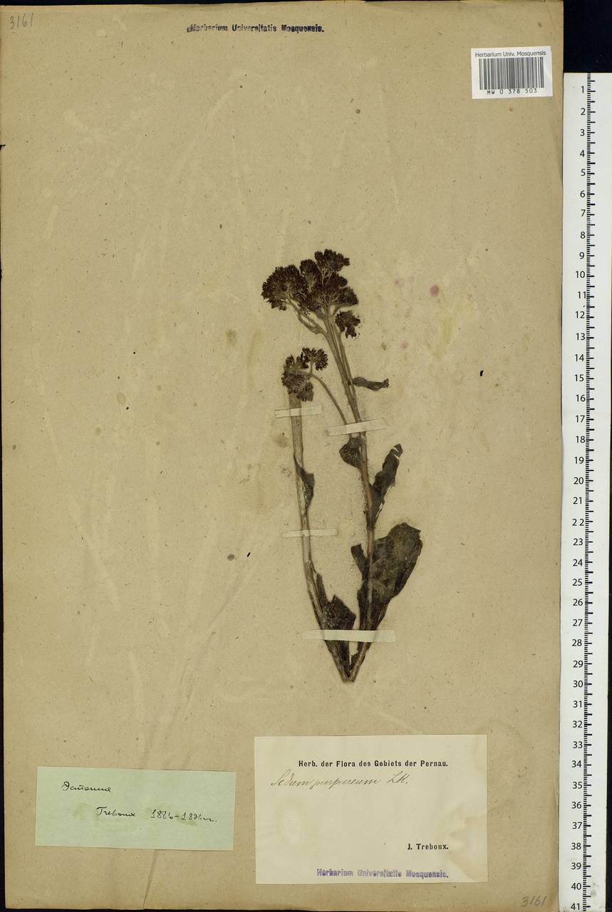 Hylotelephium telephium subsp. telephium, Eastern Europe, Estonia (E2c) (Estonia)