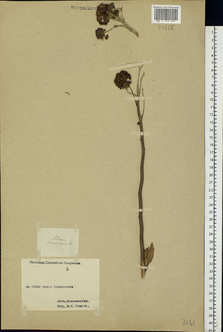 Hylotelephium telephium (L.) H.Ohba, Eastern Europe, Western region (E3) (Russia)