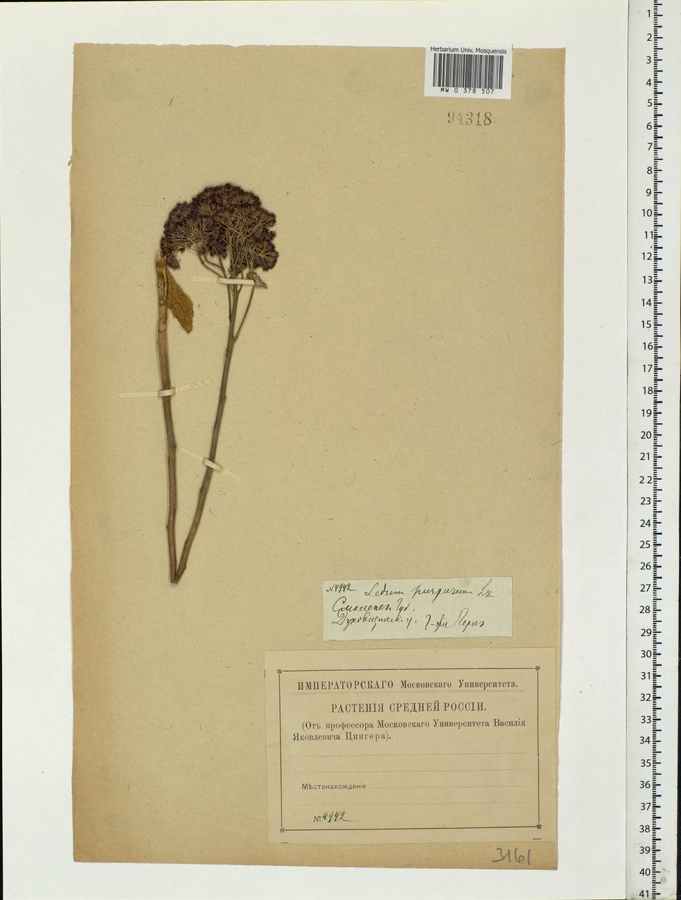 Hylotelephium telephium (L.) H.Ohba, Eastern Europe, Western region (E3) (Russia)