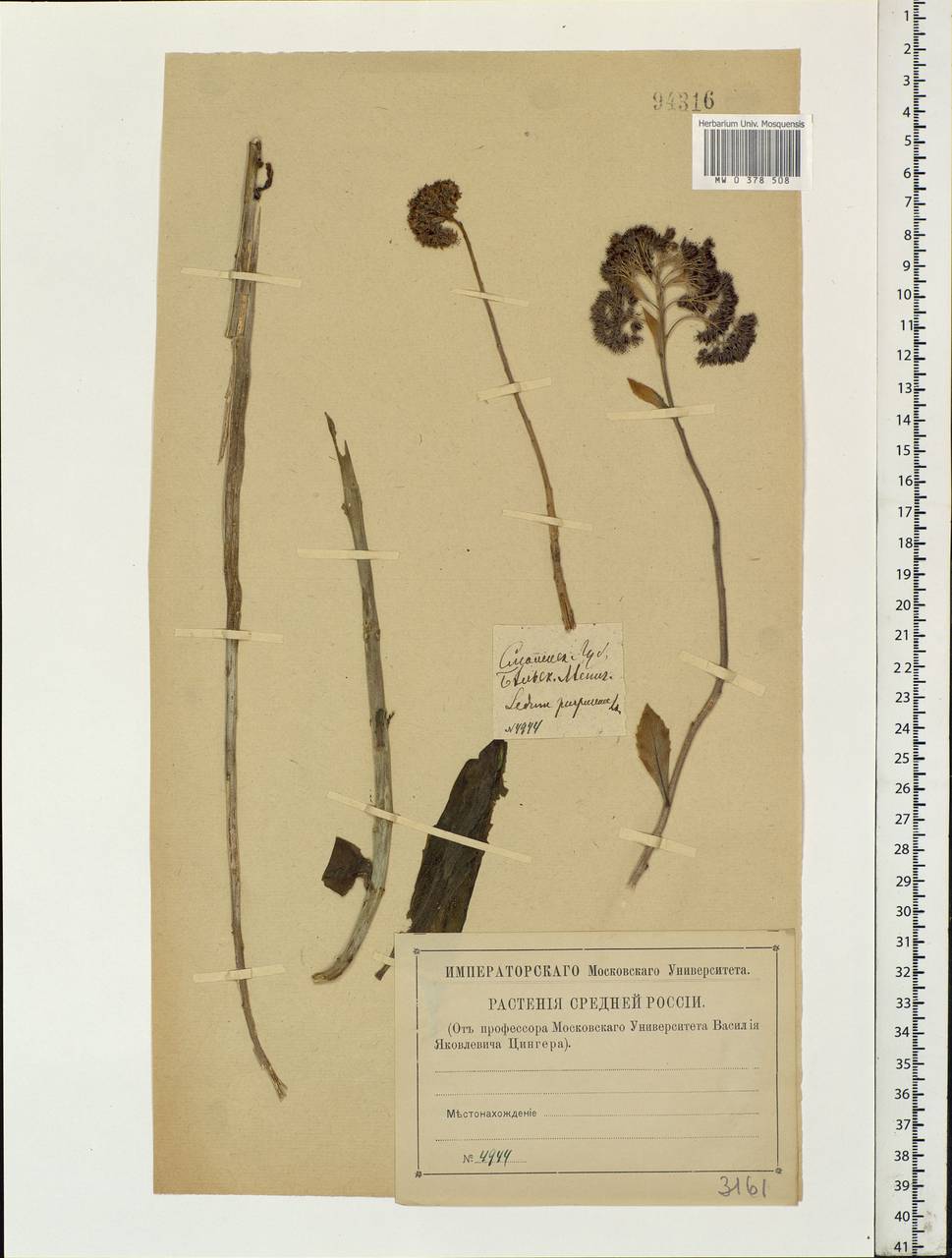 Hylotelephium telephium (L.) H.Ohba, Eastern Europe, North-Western region (E2) (Russia)