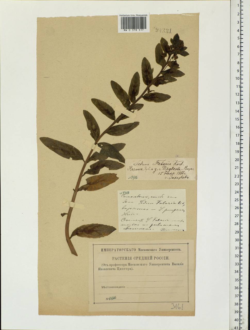 Hylotelephium telephium (L.) H.Ohba, Eastern Europe, Central region (E4) (Russia)