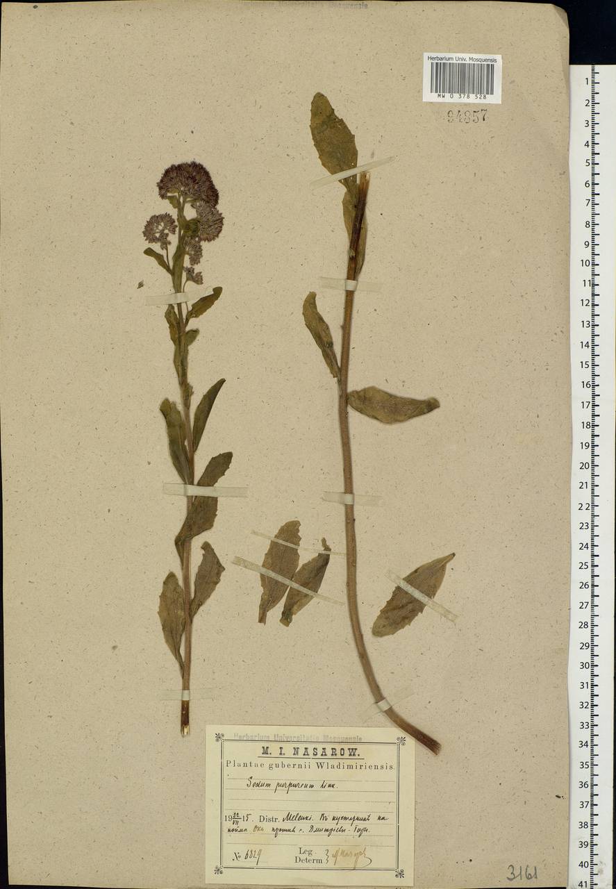 Hylotelephium telephium (L.) H.Ohba, Eastern Europe, Central region (E4) (Russia)
