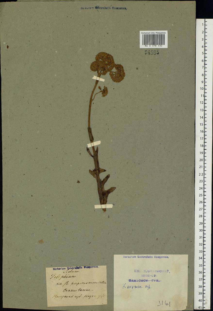Hylotelephium telephium (L.) H.Ohba, Eastern Europe, Central region (E4) (Russia)