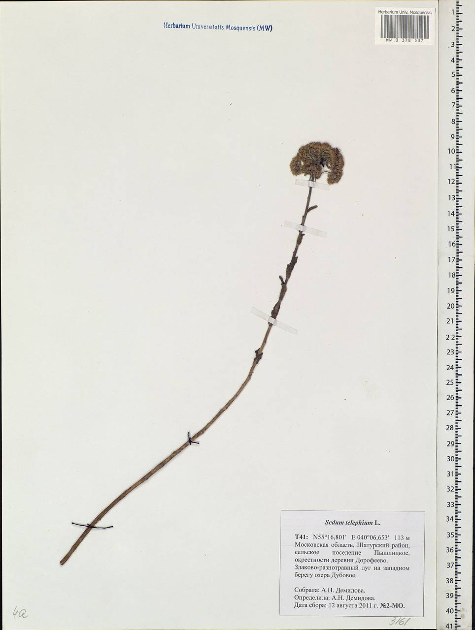 Hylotelephium telephium (L.) H.Ohba, Eastern Europe, Moscow region (E4a) (Russia)