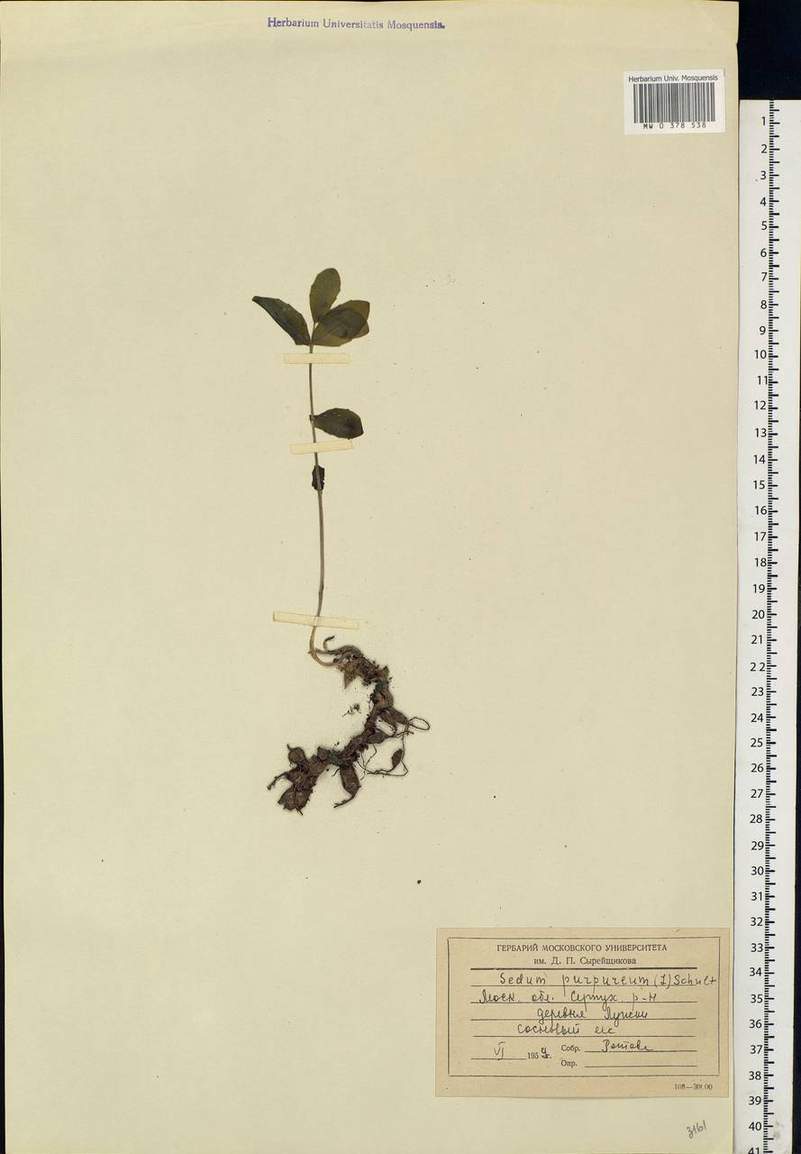 Hylotelephium telephium (L.) H.Ohba, Eastern Europe, Moscow region (E4a) (Russia)