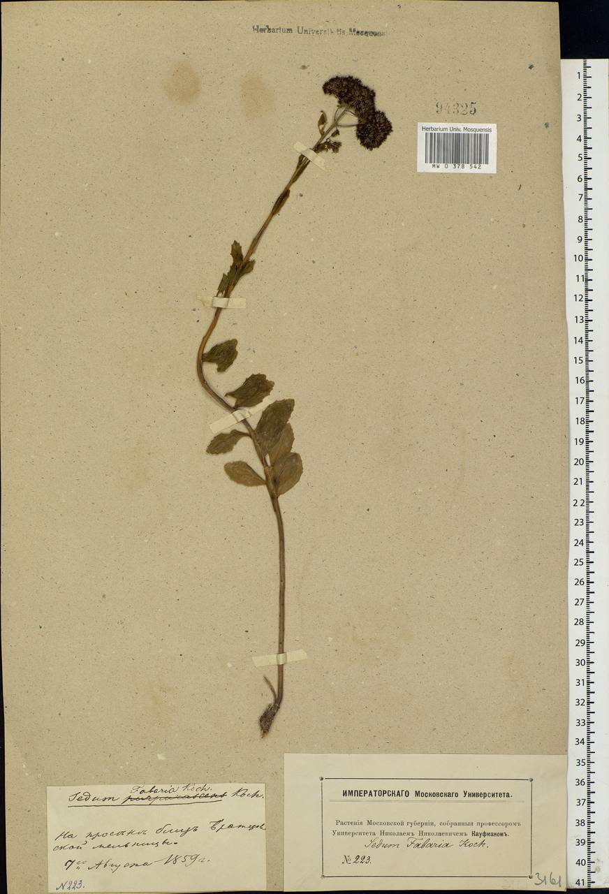 Hylotelephium telephium (L.) H.Ohba, Eastern Europe, Moscow region (E4a) (Russia)