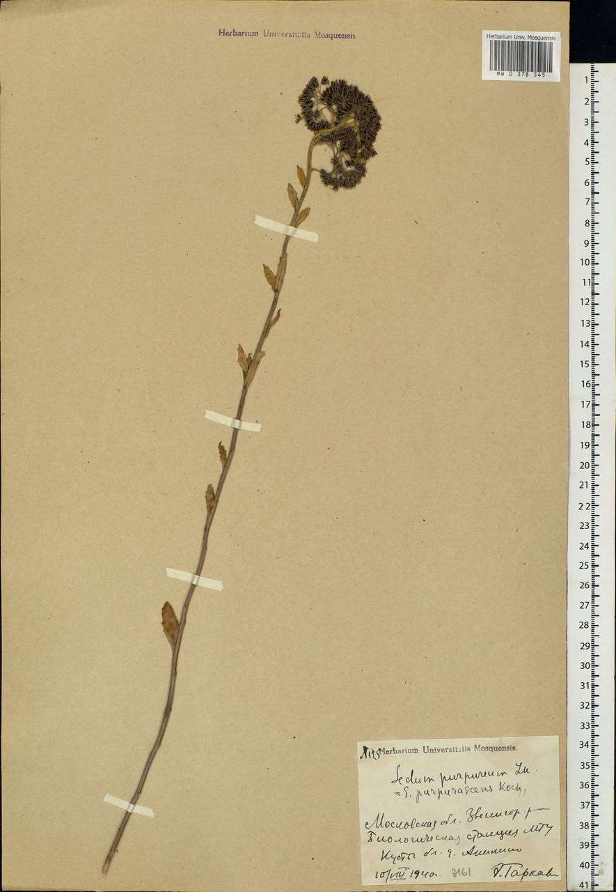 Hylotelephium telephium (L.) H.Ohba, Eastern Europe, Moscow region (E4a) (Russia)