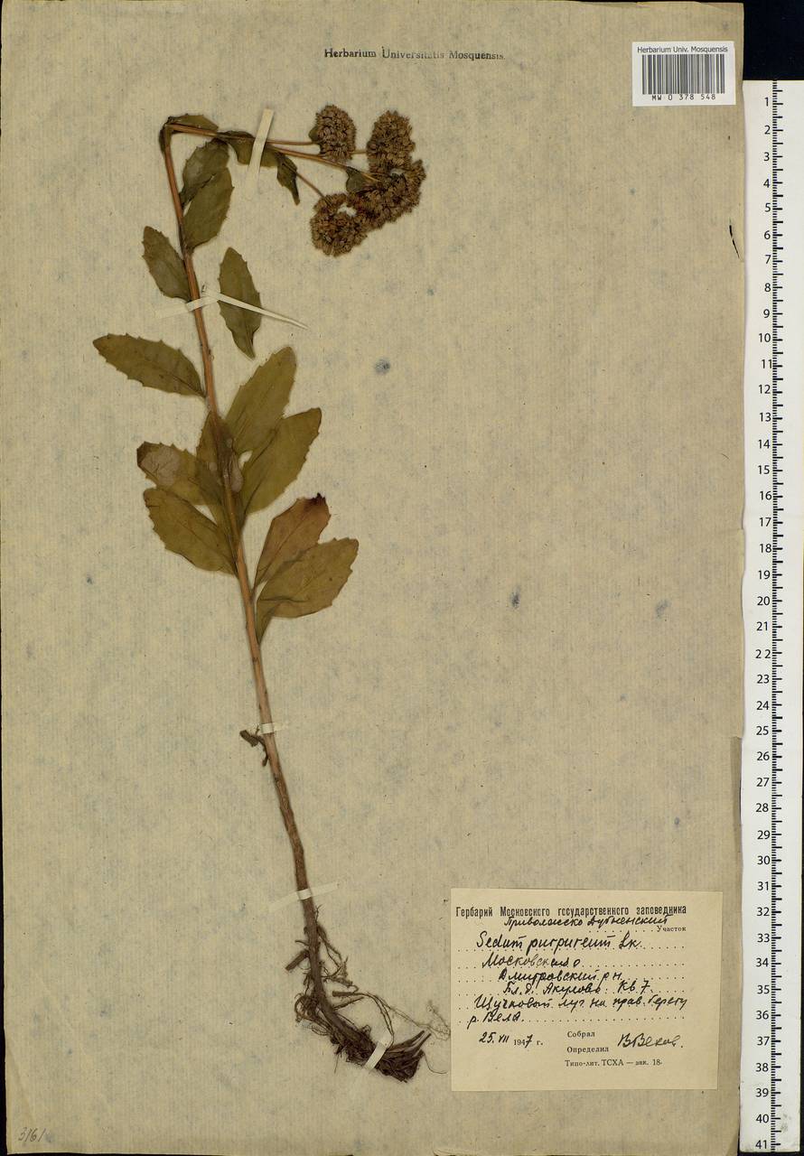 Hylotelephium telephium (L.) H.Ohba, Eastern Europe, Moscow region (E4a) (Russia)