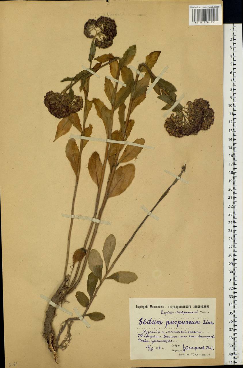 Hylotelephium telephium (L.) H.Ohba, Eastern Europe, Moscow region (E4a) (Russia)