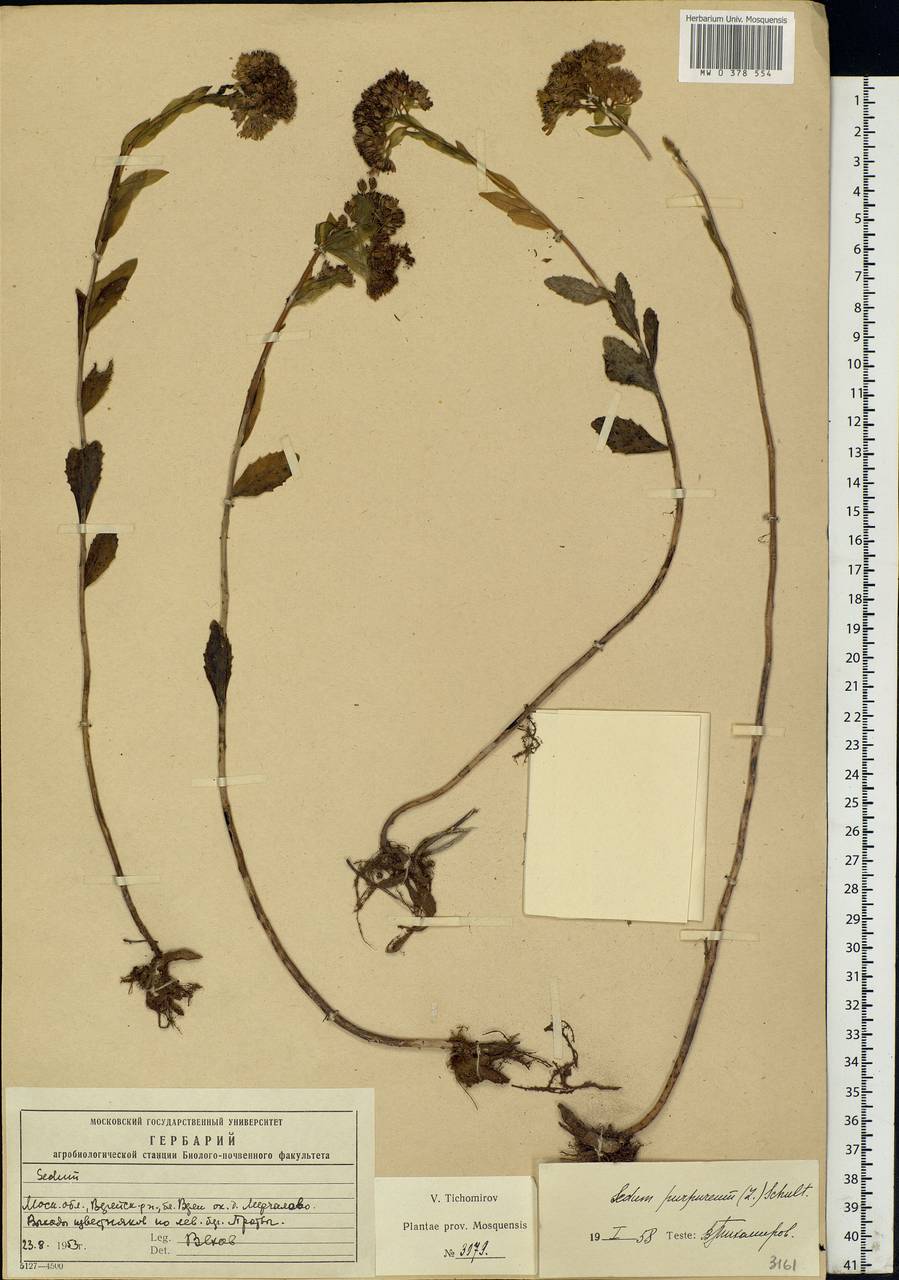 Hylotelephium telephium (L.) H.Ohba, Eastern Europe, Moscow region (E4a) (Russia)