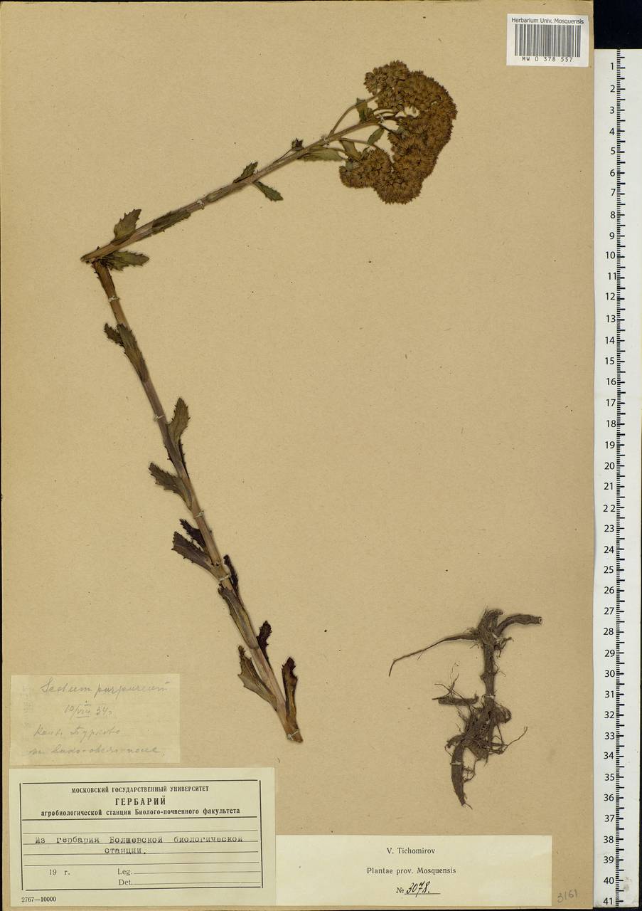 Hylotelephium telephium (L.) H.Ohba, Eastern Europe, Moscow region (E4a) (Russia)