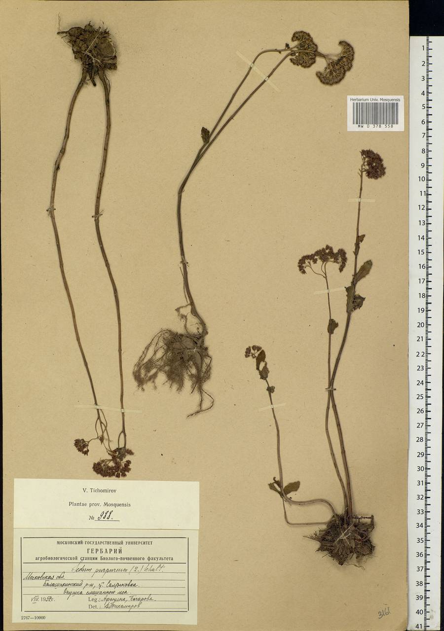 Hylotelephium telephium (L.) H.Ohba, Eastern Europe, Moscow region (E4a) (Russia)