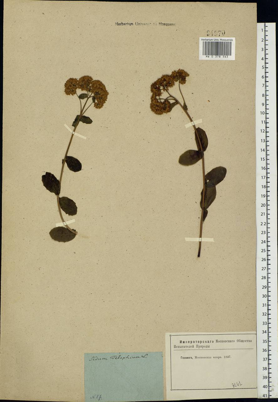 Hylotelephium telephium (L.) H.Ohba, Eastern Europe, Moscow region (E4a) (Russia)