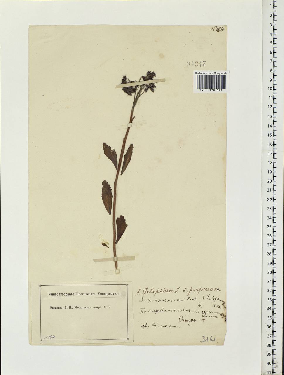 Hylotelephium telephium (L.) H.Ohba, Eastern Europe, Moscow region (E4a) (Russia)