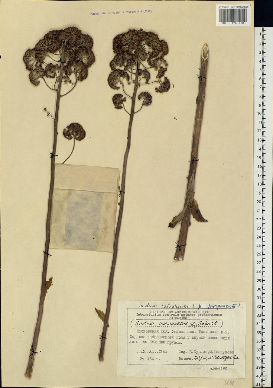 Hylotelephium telephium subsp. telephium, Eastern Europe, Moscow region (E4a) (Russia)