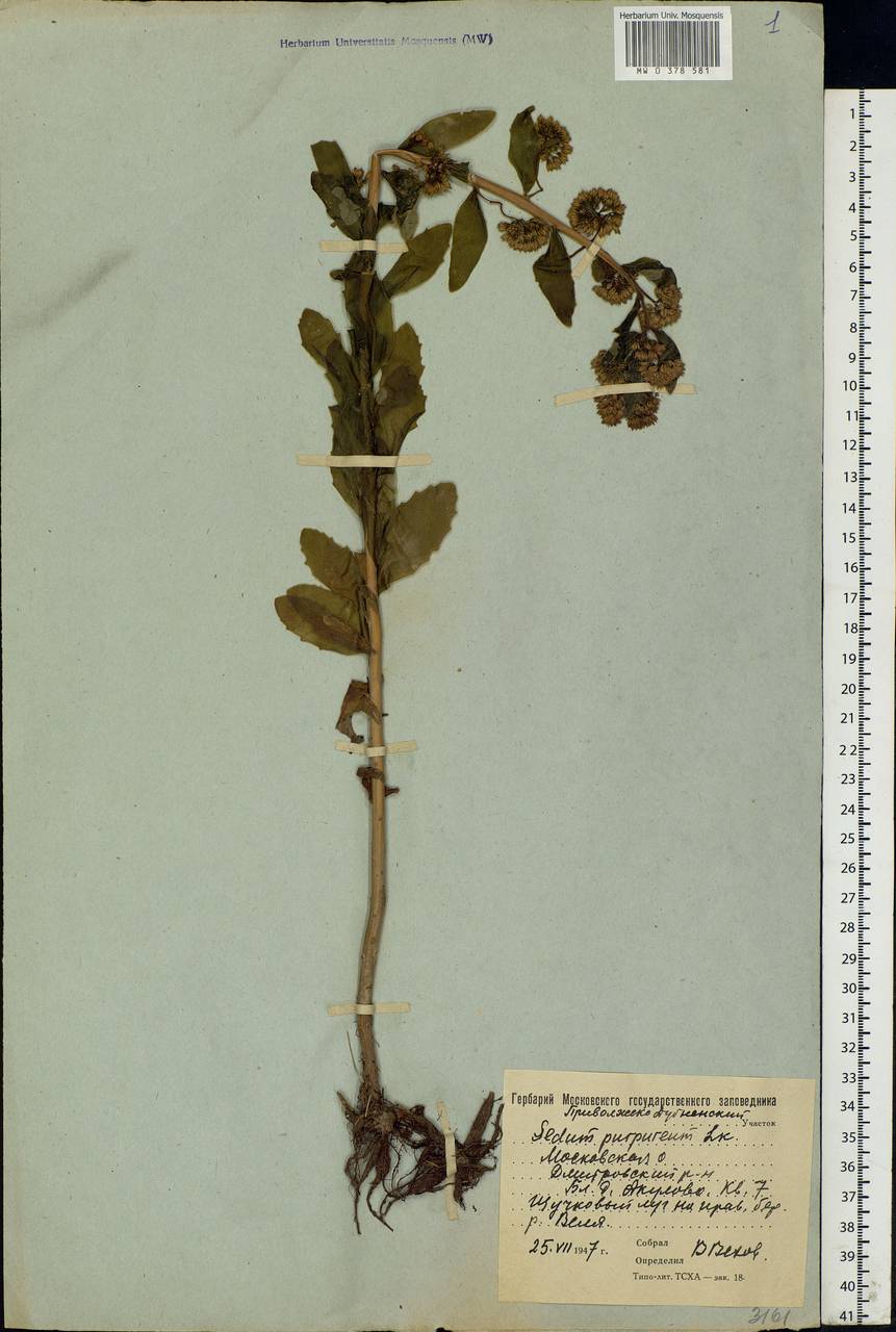 Hylotelephium telephium (L.) H.Ohba, Eastern Europe, Moscow region (E4a) (Russia)