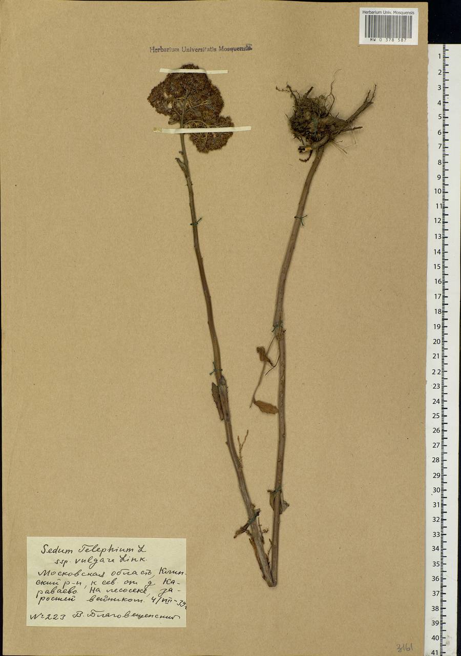 Hylotelephium telephium (L.) H.Ohba, Eastern Europe, Moscow region (E4a) (Russia)
