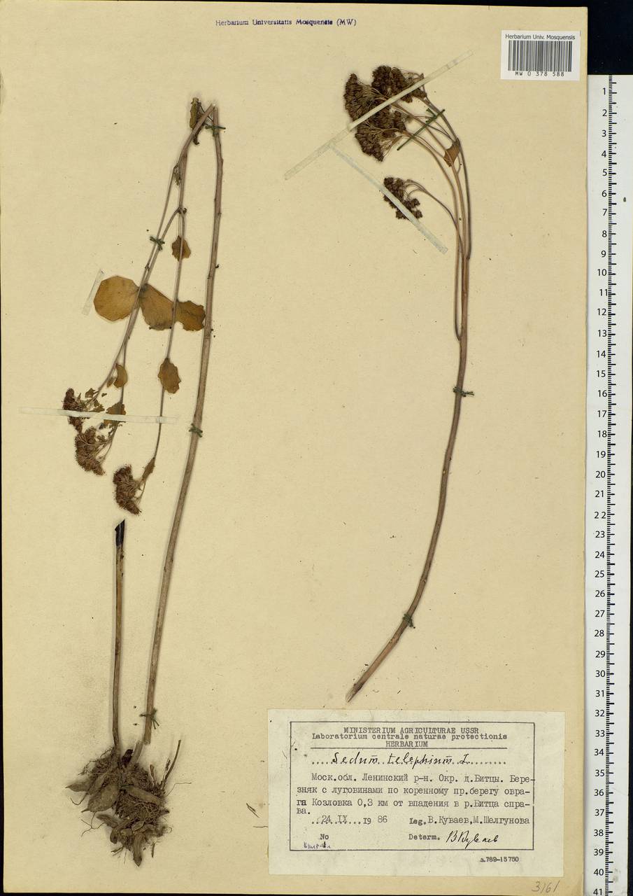 Hylotelephium telephium (L.) H.Ohba, Eastern Europe, Moscow region (E4a) (Russia)