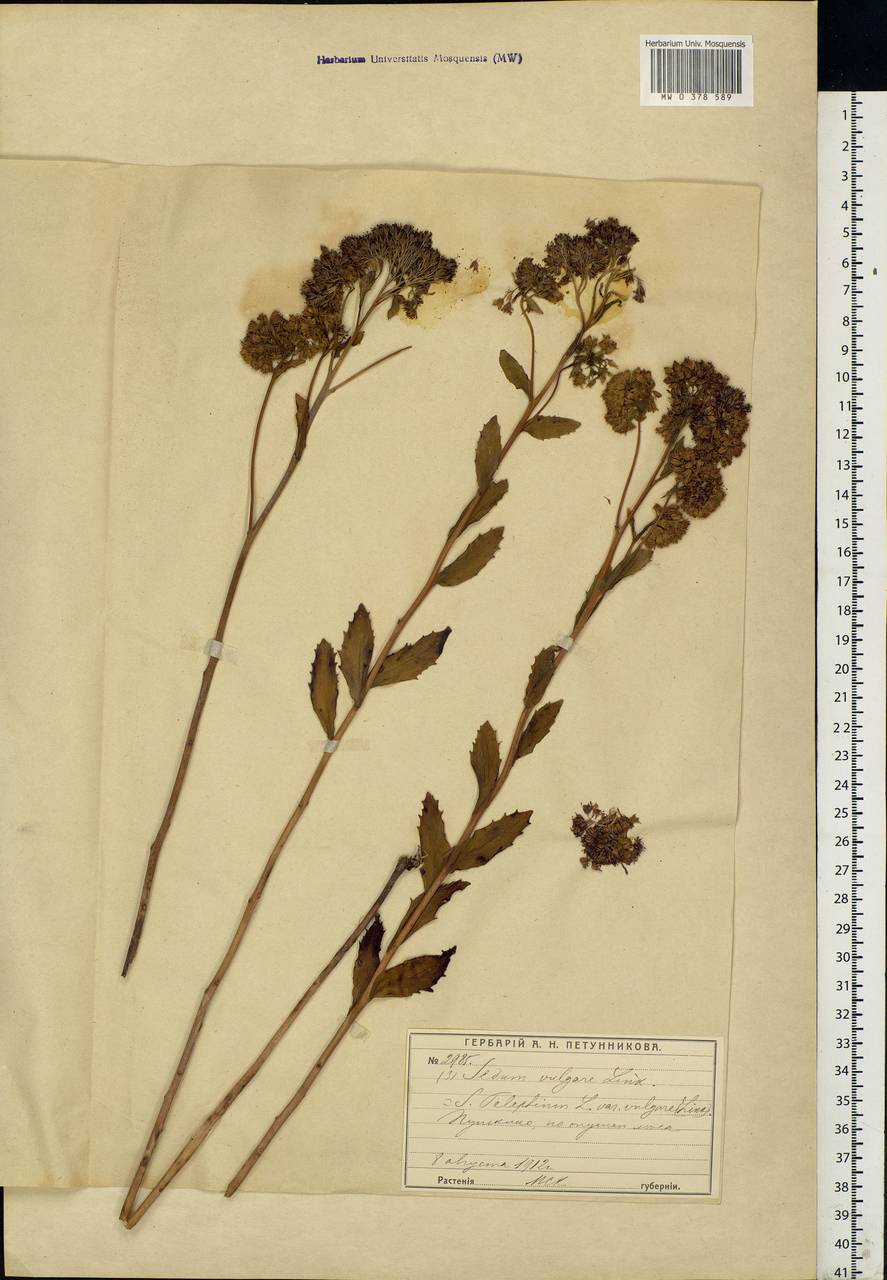 Hylotelephium telephium (L.) H.Ohba, Eastern Europe, Moscow region (E4a) (Russia)