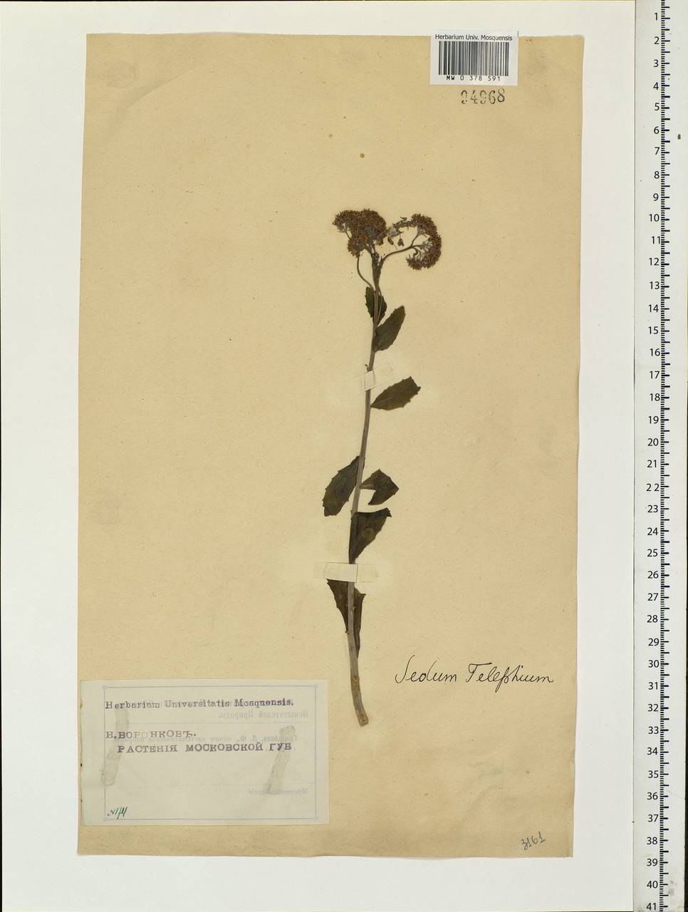 Hylotelephium telephium (L.) H.Ohba, Eastern Europe, Moscow region (E4a) (Russia)