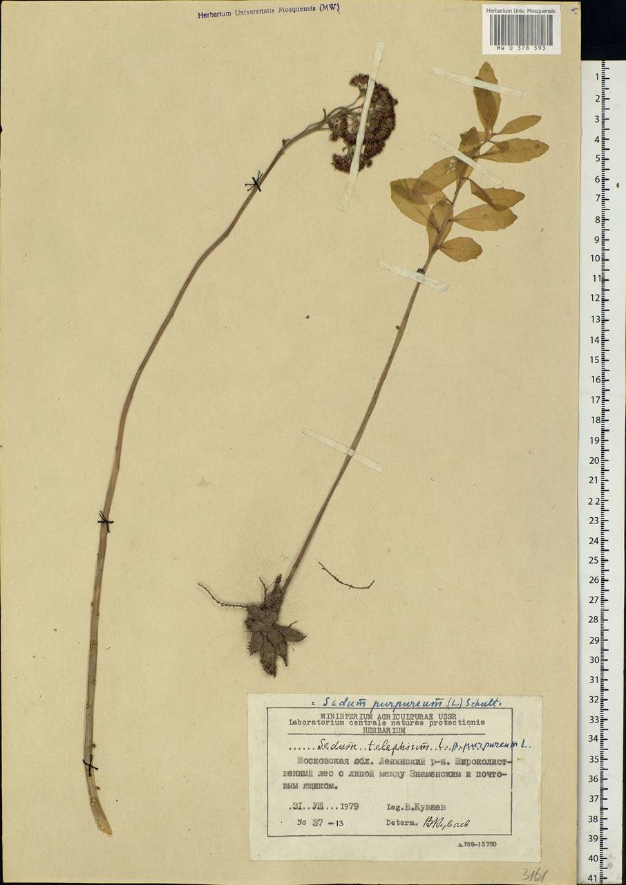 Hylotelephium telephium (L.) H.Ohba, Eastern Europe, Moscow region (E4a) (Russia)
