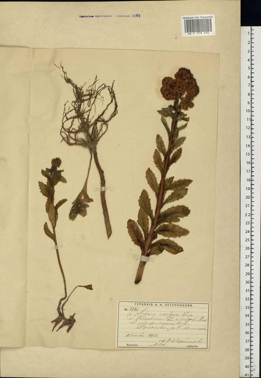 Hylotelephium telephium (L.) H.Ohba, Eastern Europe, Moscow region (E4a) (Russia)