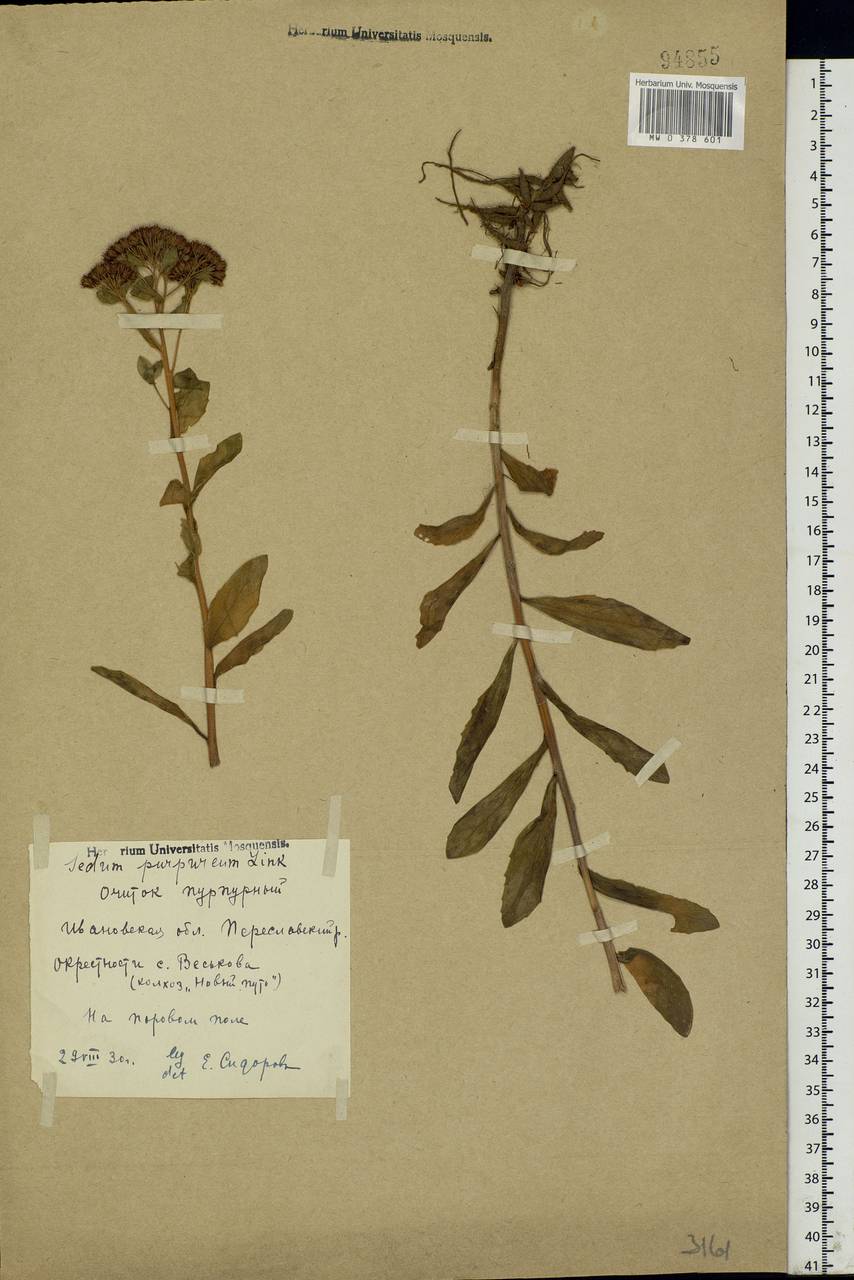 Hylotelephium telephium (L.) H.Ohba, Eastern Europe, Central forest region (E5) (Russia)