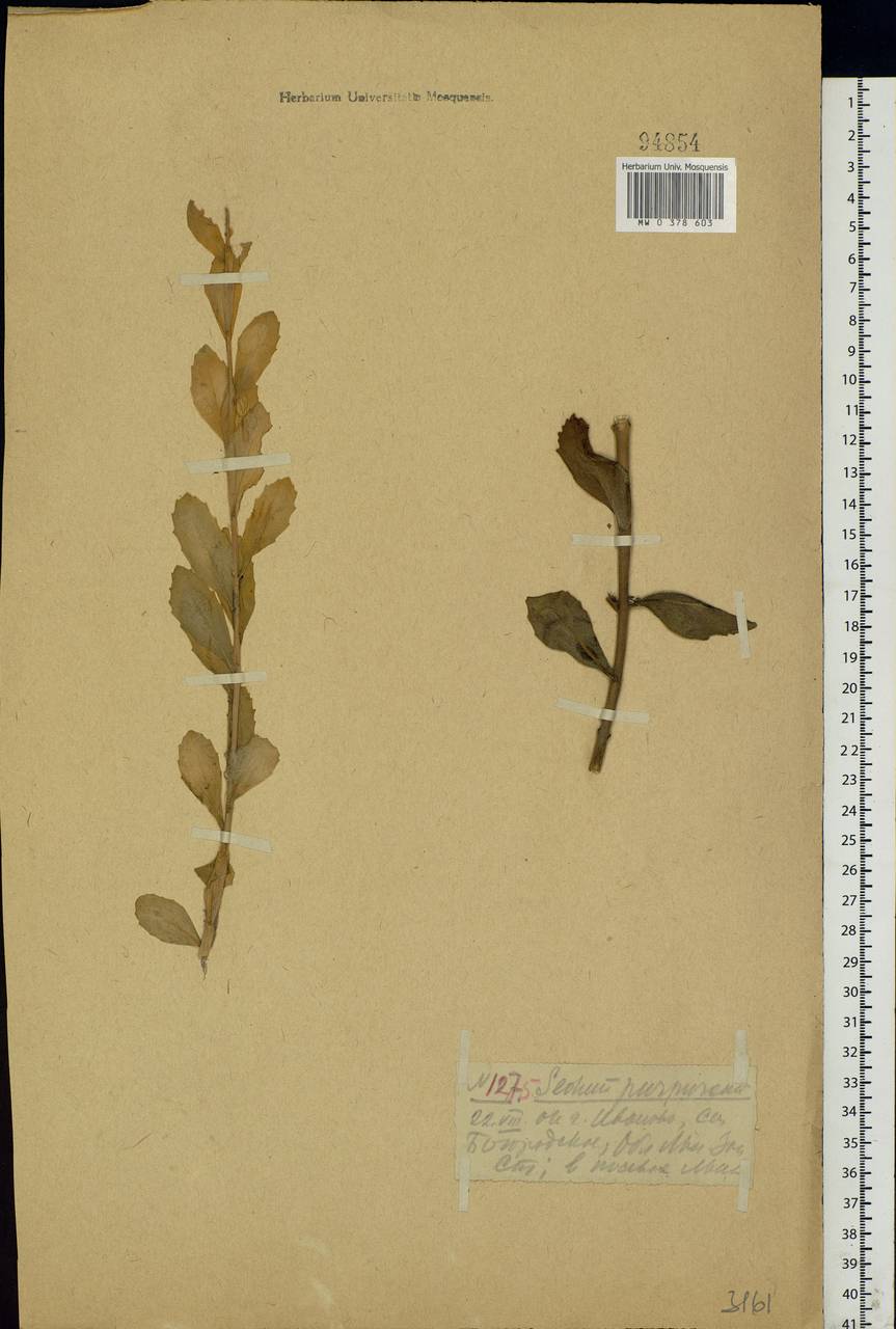 Hylotelephium telephium (L.) H.Ohba, Eastern Europe, Central forest region (E5) (Russia)