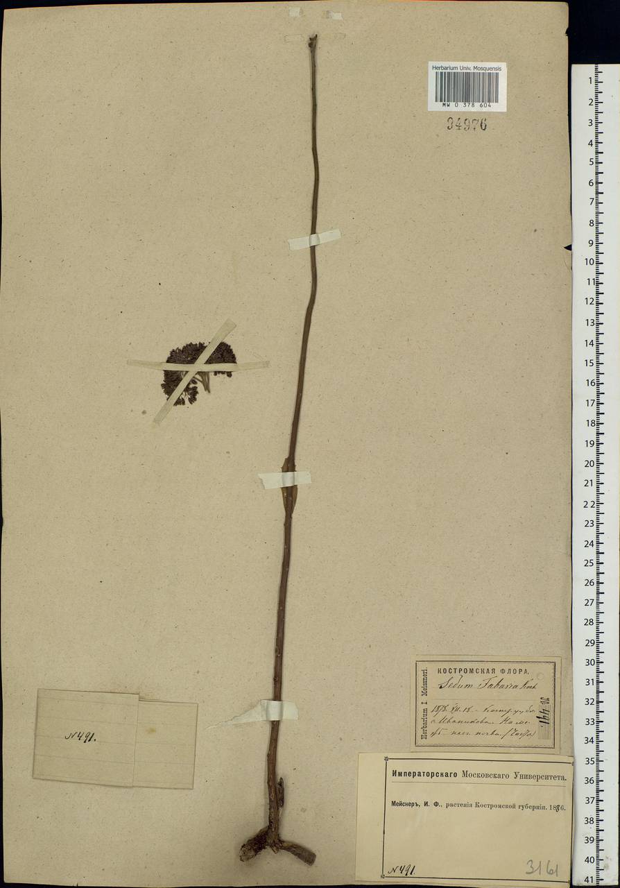 Hylotelephium telephium (L.) H.Ohba, Eastern Europe, Central forest region (E5) (Russia)