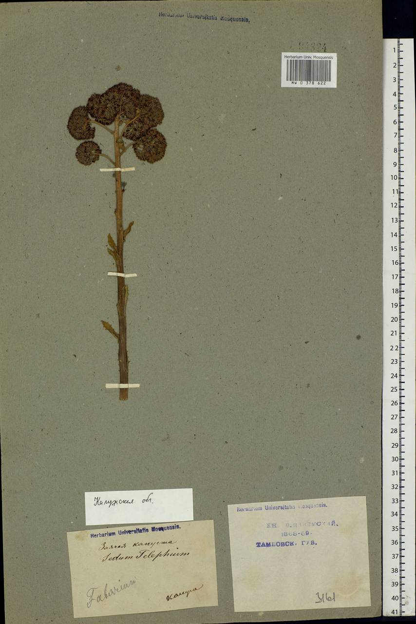 Hylotelephium telephium (L.) H.Ohba, Eastern Europe, Central region (E4) (Russia)
