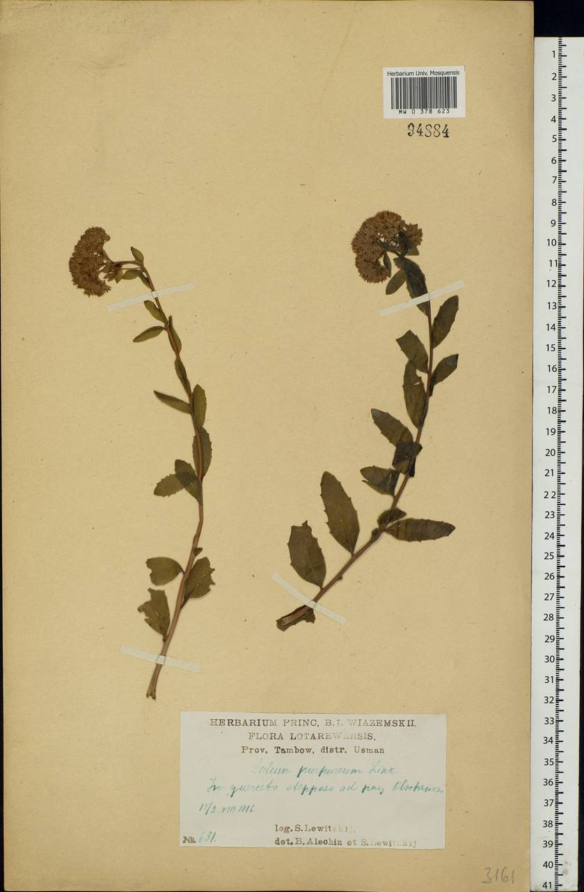 Hylotelephium telephium subsp. telephium, Eastern Europe, Central forest-and-steppe region (E6) (Russia)