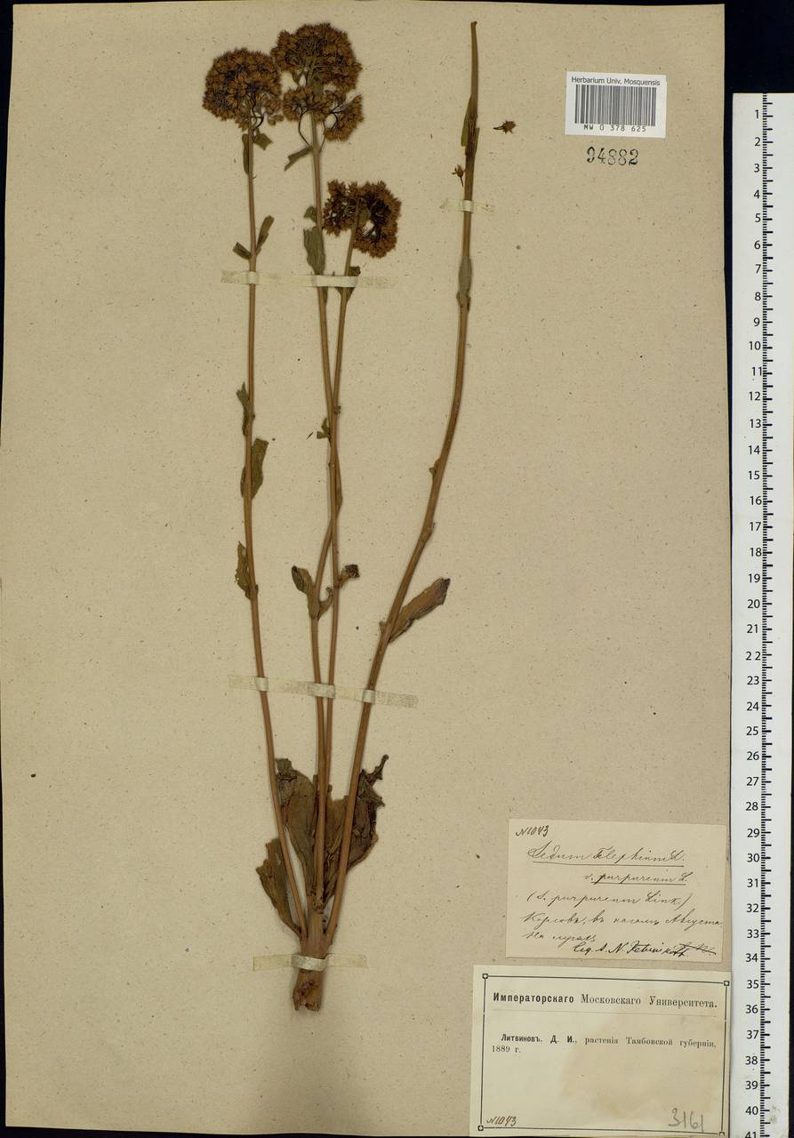 Hylotelephium telephium (L.) H.Ohba, Eastern Europe, Central forest-and-steppe region (E6) (Russia)