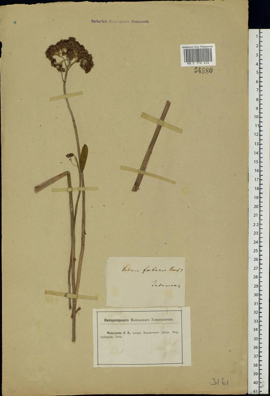 Hylotelephium telephium (L.) H.Ohba, Eastern Europe, Central forest-and-steppe region (E6) (Russia)