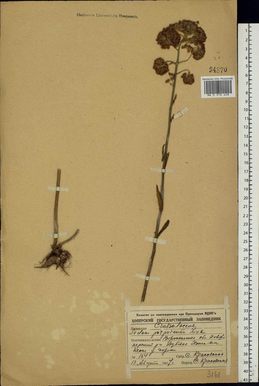 Hylotelephium telephium (L.) H.Ohba, Eastern Europe, Central forest-and-steppe region (E6) (Russia)