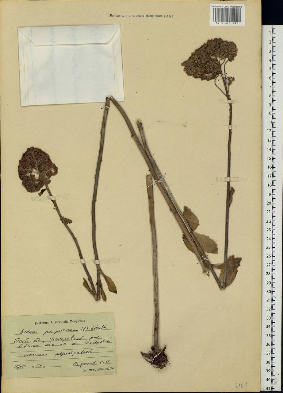 Hylotelephium telephium (L.) H.Ohba, Eastern Europe, Central forest-and-steppe region (E6) (Russia)