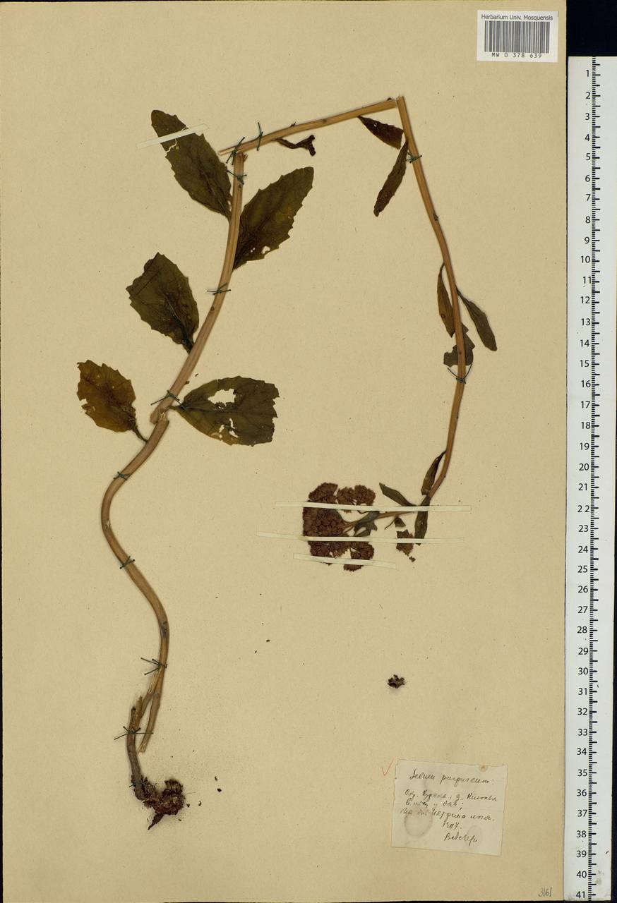 Hylotelephium telephium (L.) H.Ohba, Eastern Europe, Central forest-and-steppe region (E6) (Russia)