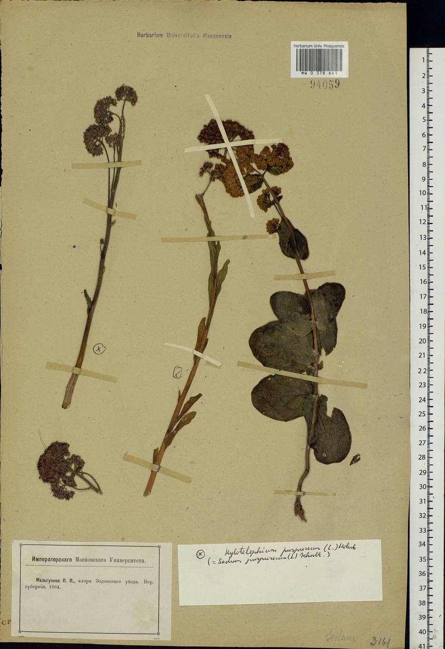 Hylotelephium telephium subsp. telephium, Eastern Europe, Central forest-and-steppe region (E6) (Russia)